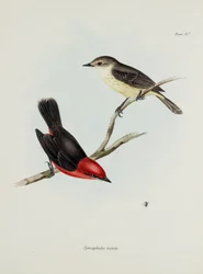 Pareja de pájaros, c 1832-1836