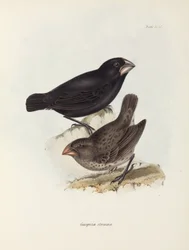 Pareja de pinzones, Islas Galápagos, c. 1832-1836
