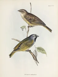Pareja de gorriones o pinzones, c. 1832-1836