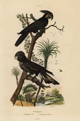 Cacatúa enlutada, Probosciger aterrimus, y cacatúa colirroja, Calyptorhynchus banksii, cacatúa negra de pico grande y loro de Banks