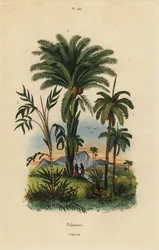 Palmeras: palmera datilera, Phoenix dactylifera 1, especie Attalea 2, y especie Geonoma 3