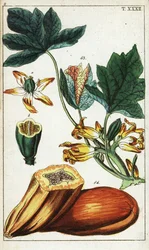 Fruta, sección, flores y hojas de papaya, Carica papaya.