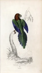 Periquito pumpadour, Prosopeia tabuensis. Psittacus tabuensis. Litografía de Joseph Kidd, basada en un dibujo de John Audubon, en Miscellany of Natural History: Parrots, Sir Thomas DiK Lauder and Captain Thomas Brown, publicada en Edimburgo, Escocia, en 18