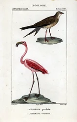 Perdiz y flamencos rosados - Pratincole de collar, Glareola pratincola, y flamenco mayor, Phoenicopterus roseus. Grabado a mano en aguafuerte de cobre del "Diccionario de Ciencias Naturales" de Dumont de Sainte-Croix: Ornitología", París, Francia