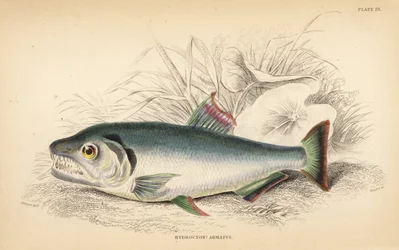Payara, Hydrolycus armatus (Hidroción de dientes fuertes, Hydrocyon armatus). Grabado en acero coloreado a mano por W.H. Lizars a partir de una ilustración de James Stewart de Fishes of Guiana de Robert Schomburg, parte de la Naturalist