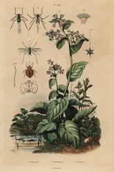 Pulgón del melocotonero, Myzus persicae 1, pulgón de la rosa, Macrosiphum rosae 2, campanillas de Virginia, Mertensia pulmonarioides 3, y chinche de cama, Cimex lectularius 4