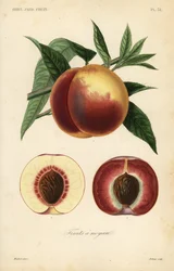 Fruta de durazno, Prunus persica, sección a través de variedades de pulpa blanca y pulpa roja