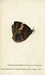 Mariposa pavo real de Nueva Gales del Sur. Grabado en cobre coloreado a mano de «The Naturalist