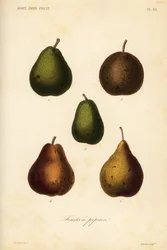 Variedades de pera, Pyrus communis