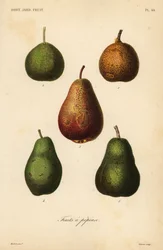 Variedades de pera, Pyrus communis