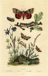 Flor de guisante, gusano del algodón, polilla amarilla y gran polilla amarilla, larva y pupa