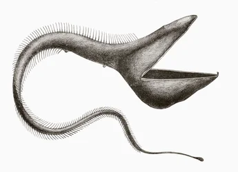 Anguila pelícano o Eurypharynx pelecanoides, un pez de aguas profundas raramente visto por seres humanos, de 