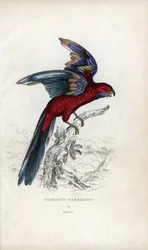 Periquito de Pennant, Psittacus pennantii. Platycercus elegans.