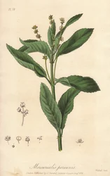 Perennial mercuriale o perenne o col del perro (Mercurialis perennis) - Agua fuerte de William Clarke para ilustrar "Botánica médica, descripción de las plantas medicinales de Londres, Edimburgo y Dublín" de John Stephenson y James Morss Churchill,