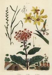 Pasto perenne, Lolium perenne 1,2, lirio de maíz africano manchado, Ixia maculata var