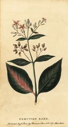 Corteza peruana, Cinchona officinalis.,1800 (grabado)
