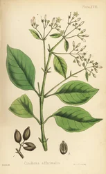 Árbol de corteza peruana o árbol de la quinina, Cinchona officinalis. Litografía coloreada a mano por Henry Sowerby de la Flora Homeopathica de Edward Hamilton, Bailliere, Londres.