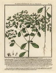 Pequeño tártago, Euphorbia peplus.