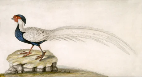 Faisán (acuarela sobre papel)