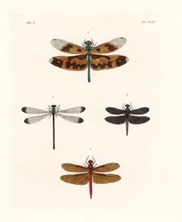 Libélula de alas dibujadas, Rhyothemis variegata 1, planeadora forestal leonado, Neurothemis fulvia 2, planeadora de arrozal pía, Neurothemis tullia 3, y caballito de sombra, Palaemnema paulina 4. Litografía coloreada a mano de la nueva edición de John O.
