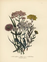 Milenrama de flor rosa, Achillea milfolium, milenrama dorada, Achillea tomentosa, milenrama de hoja plateada de Clavena, Achillea clavenae, y marshallia copetuda, Marshallia caespitosa. Cromolitografía realizada a mano por Henry Noel Humphreys a partir de 