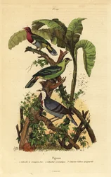 Paloma frutera de cabeza rosada, Ptilinopus porphyreus, paloma verde de Buru, Treron aromaticus, y corazón sangrante de Luzón, Gallicolumba luzonica