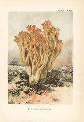 Hongo coral rosa o clavaria hermosa, Ramaria formosa (Clavaria formosa). Cromolitografía según una ilustración botánica de William Hamilton Gibson de su libro Our Edible Toadstools and Mushrooms.