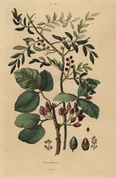 Árbol de pistacho, Pistacia vera