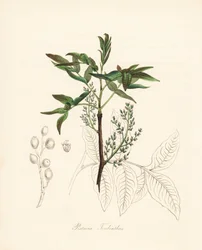 Pistacia terebinthus - Terebinto o trementina de chian, Pistacia terebinthus. Zincografía coloreada a mano de C. Chabot dibujada por Miss M. A. Burnett de su "Plantae Utiliores: or Illustrations of Useful Plants", Whittaker, Londres.