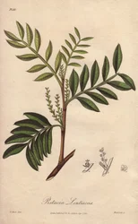 Pistacia lentiscus (Pistacia lentiscus) - Agua fuerte de William Clarke para ilustrar "Medical Botanical, Description of the Medicinal Plants of London, Edinburgh and Dublin" de John Stephenson y James Morss Churchill, publicado en Londres por John Church.