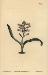 Lachenalia de hojas simples, Lachenalia unicolor