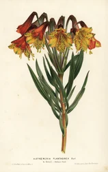 Alstroemeria plantaginea, Alstroemeria plantaginea. Brasil. Litografía coloreada a mano por L. Stroobant de la obra de Louis van Houtte y Charles Lemaire Flores de los jardines e invernaderos de Europa, Flore des Serres et des Jardins de l
