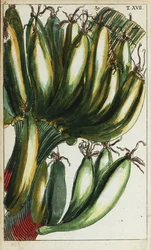 Plátanos, Musa x paradisiaca.