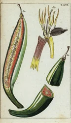 Plátanos, Musa x paradisiaca.