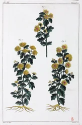 Plantas medicinales, China