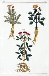 Plantas medicinales, China
