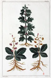 Plantas medicinales, China