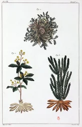 Plantas medicinales, China