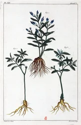 Plantas medicinales, China