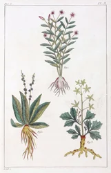 Plantas medicinales, China