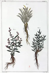 Plantas medicinales, China