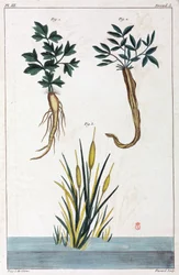 Plantas medicinales, China