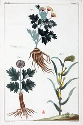 Plantas medicinales, China
