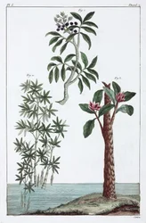 Plantas medicinales, China