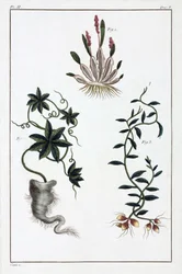 Plantas medicinales, China