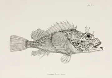 Jugador de cabracho, c 1832-1836