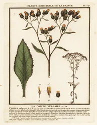 Nardo del labrador, Inula conyza.