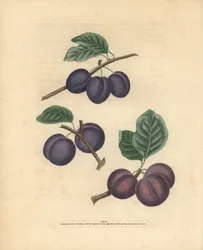 Variedades de ciruela, Prunus domestica: Tours, Lawrane