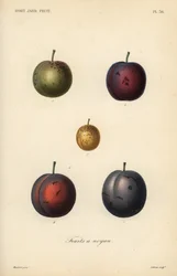 Ciruelas y pasas, Prunus domestica