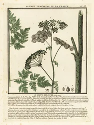 Cicuta venenosa, Conium maculatum.